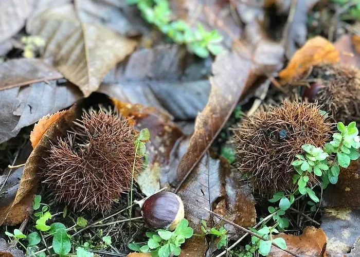Holiday home Casona Rural De Lujo Con Increibles Vistas, La Casa De Rafael, Ahora Con 4